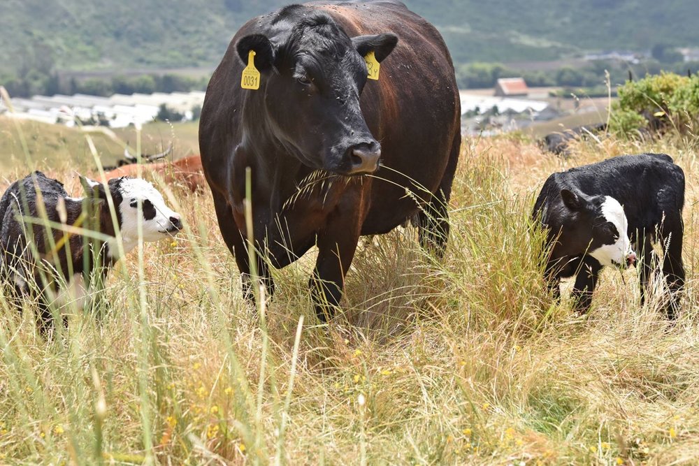 Leftcoast Grassfed