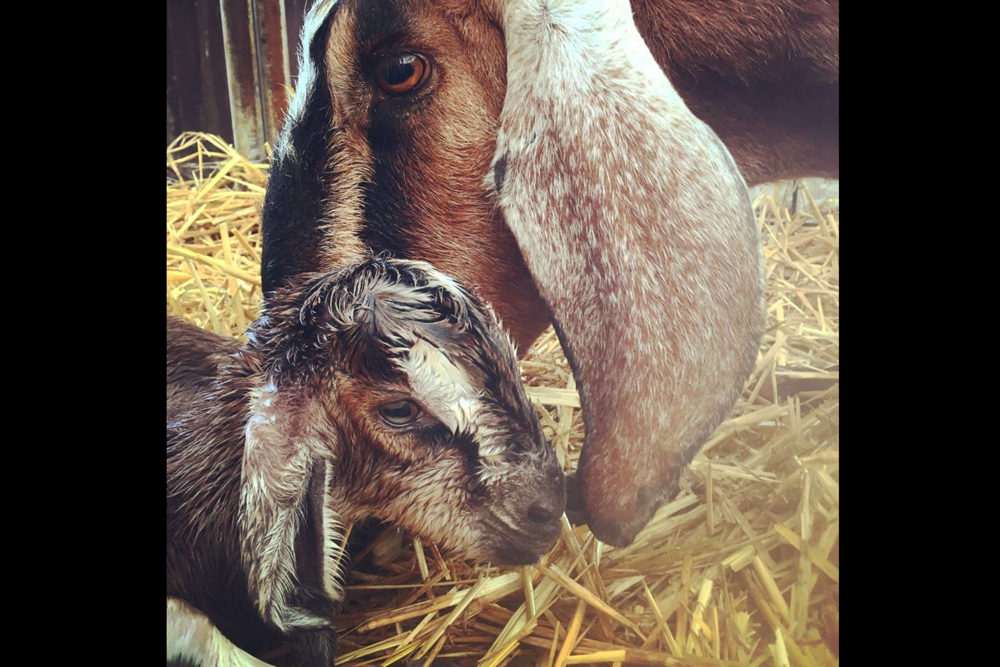 Prairie Fruits Farm and Creamery