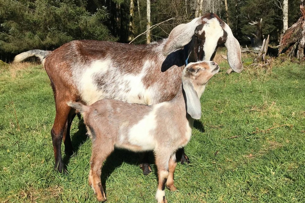 Salal Ridge goat Farm