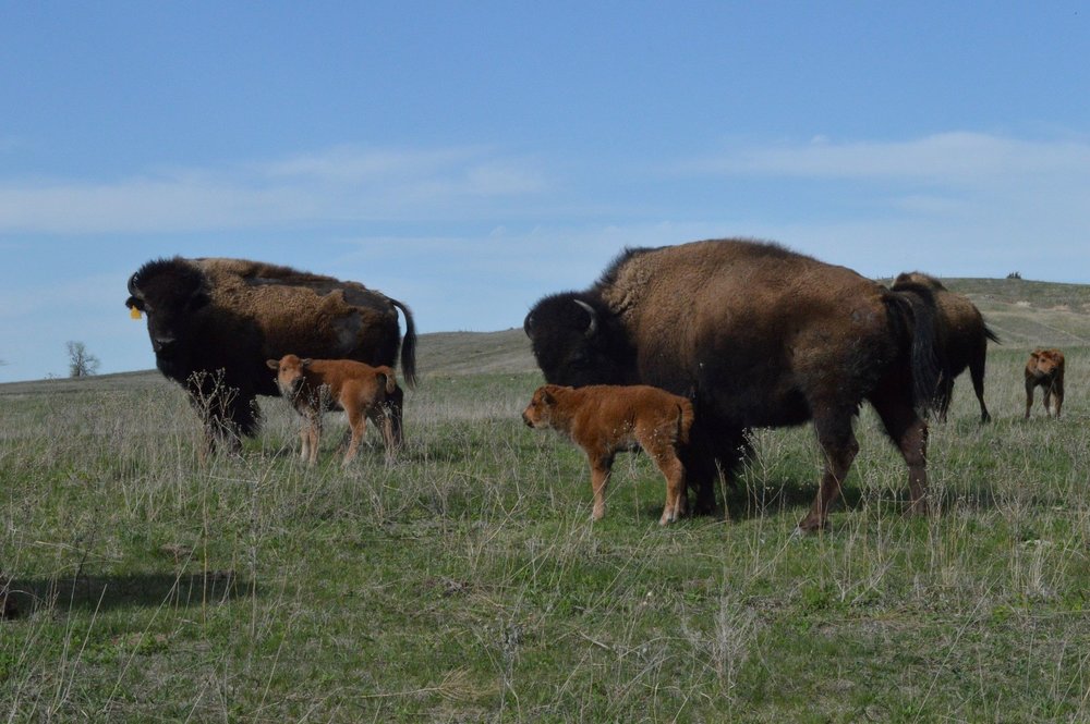 Straight Arrow Bison Ranch