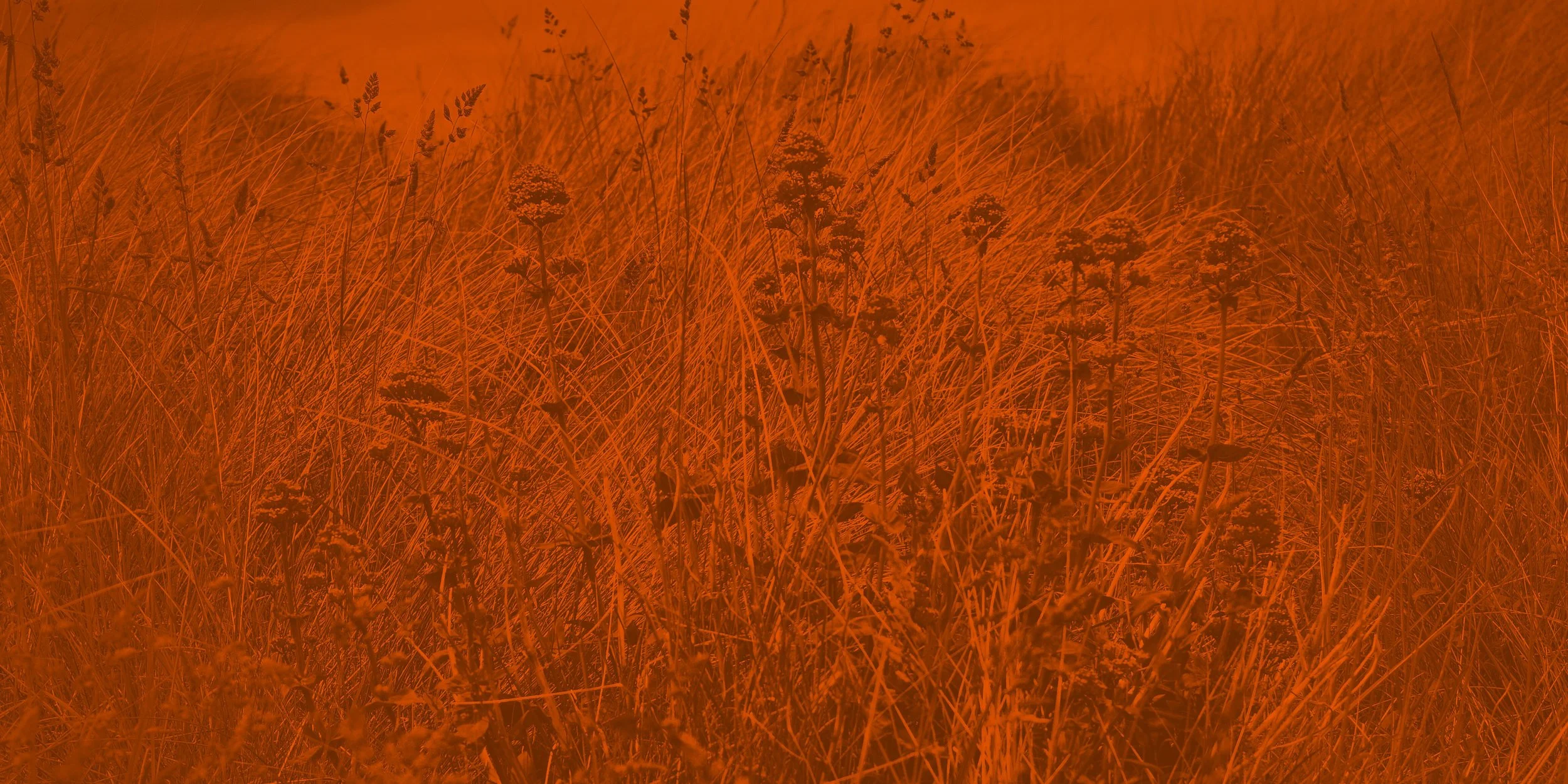 SSSS Web Banners.jpg