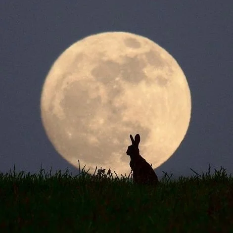 HareMoon.jpg