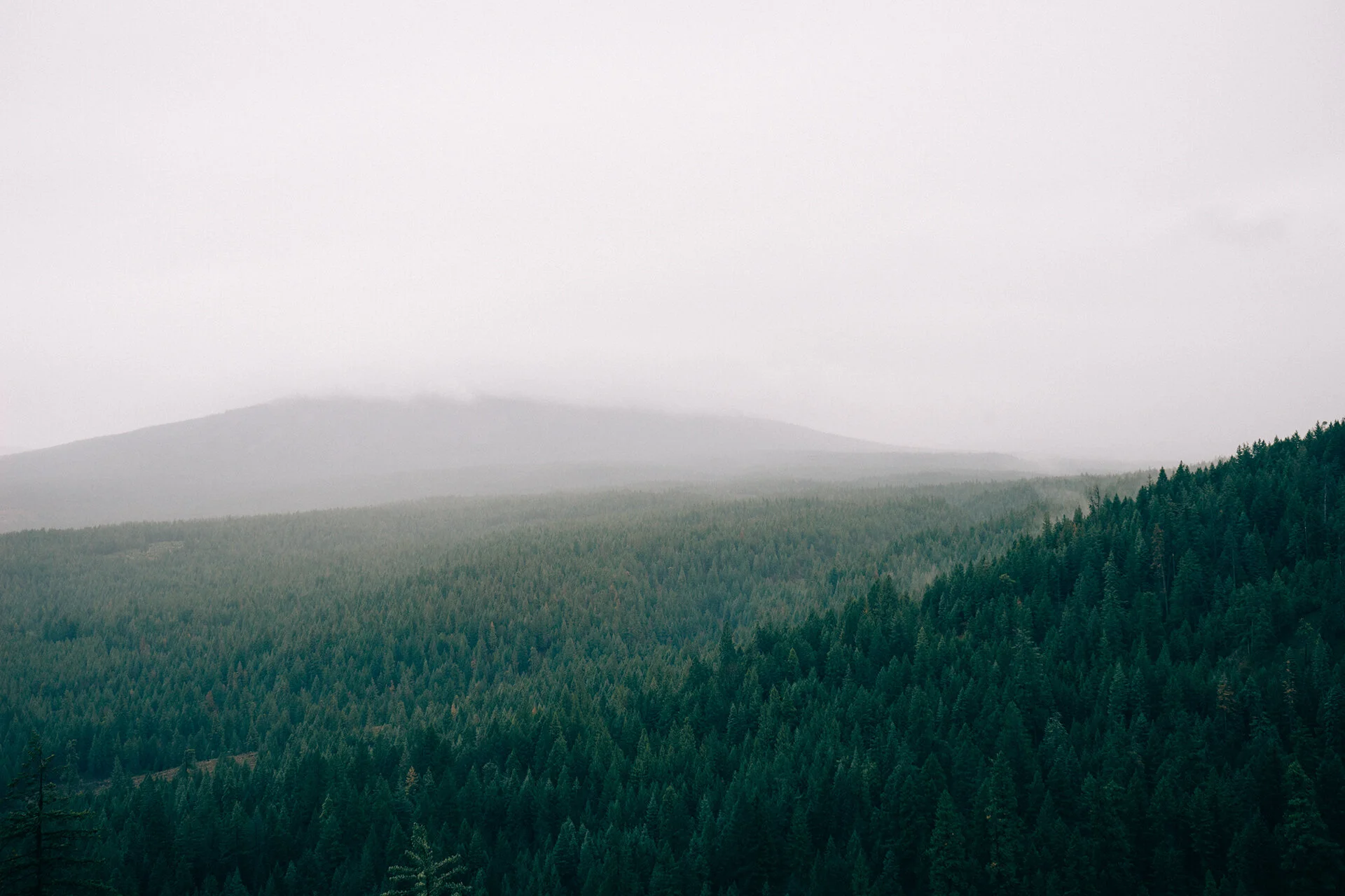 Canva - Pine Trees Filled Mountain.jpg
