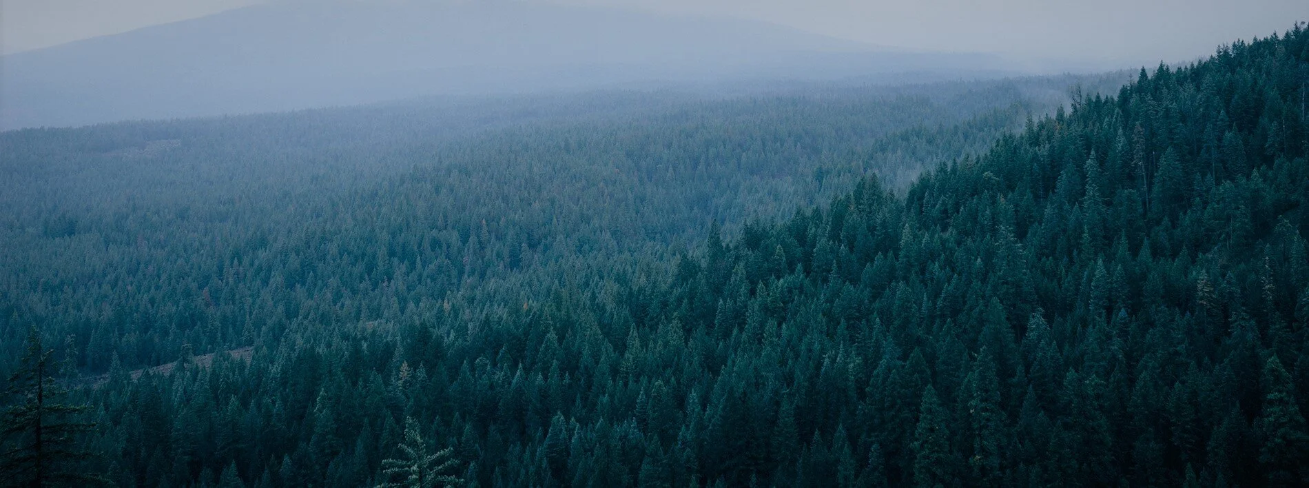 Canva - Pine Trees Filled Mountain edit.jpg