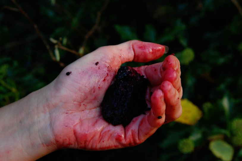 Announcement: 'Gather round me women: Druidigí thart, a ...