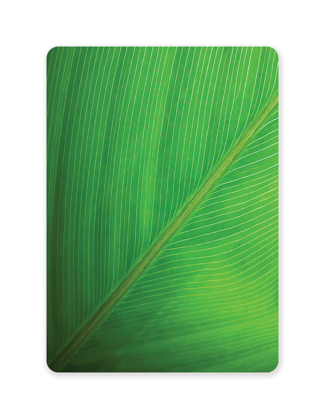 Chlorophyll