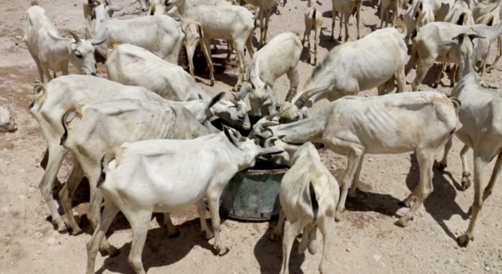   Villagers and animals will use this water for 4-5 days (3000 litres per tank)  