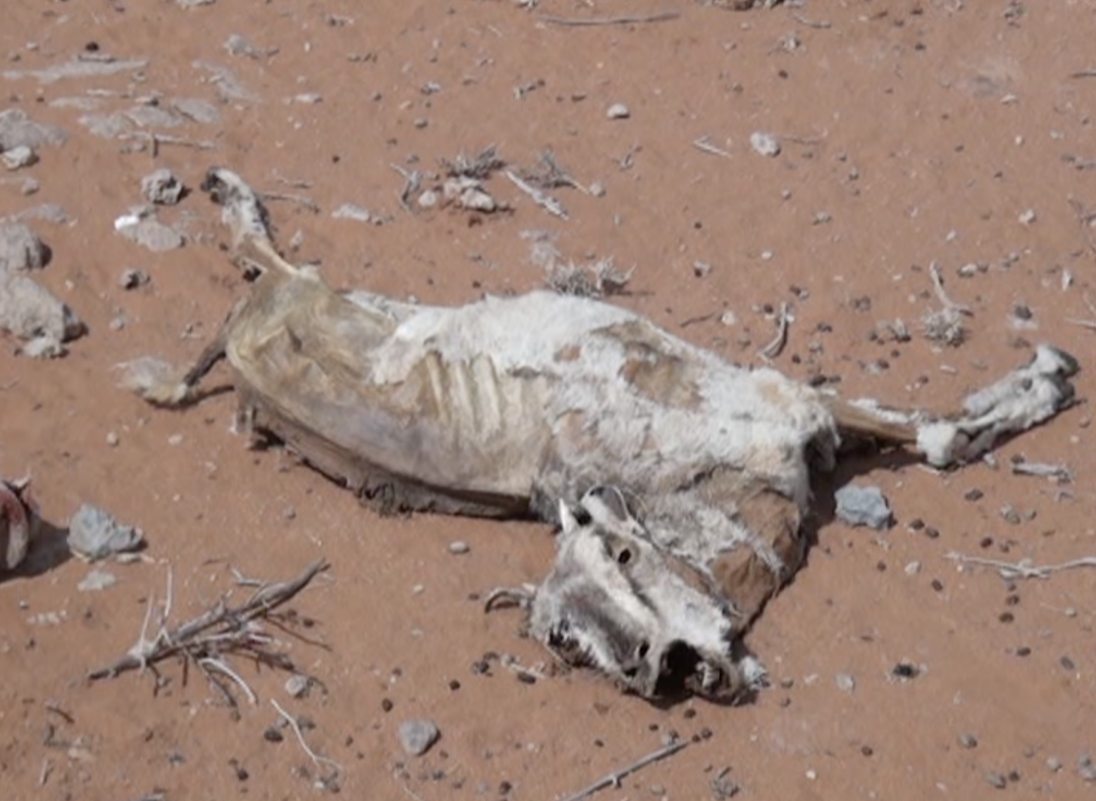A goat that has succumb to the heat and dryness