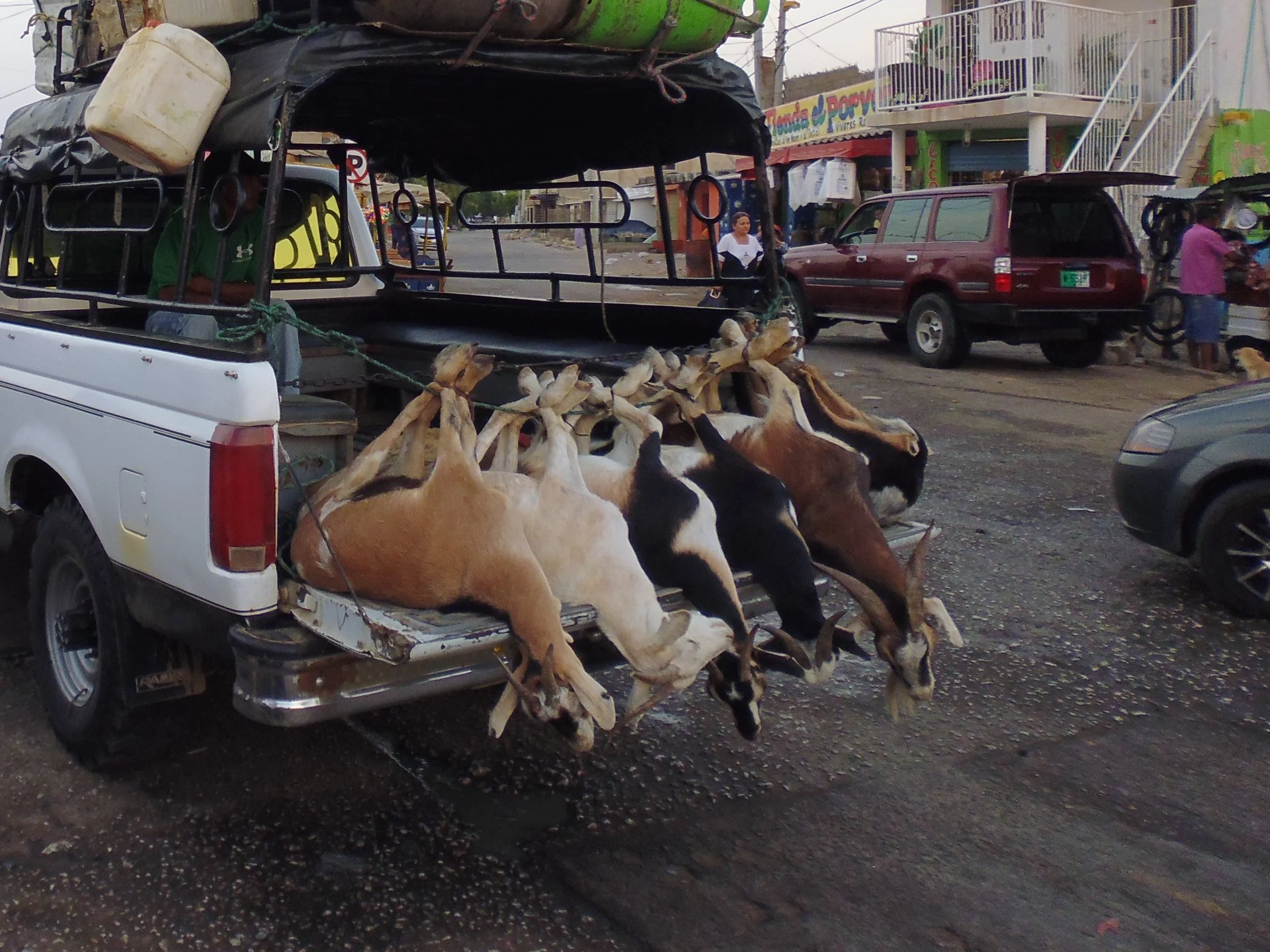  Goats being transported to market in La Guajira, Colombia 