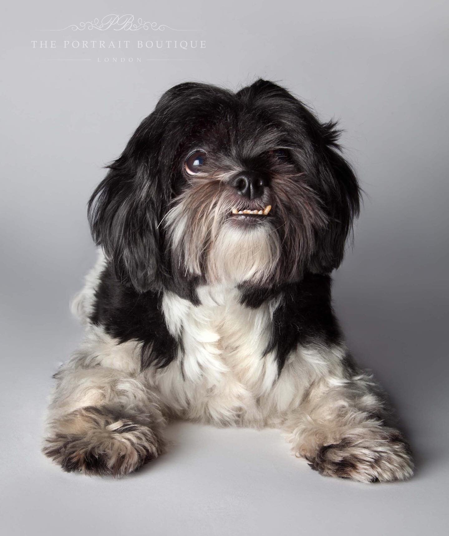 Pet portrait sessions! Get in touch to find out more. What a beautiful little Shih Tzu were thrilled to have at our studio 🐶🖤