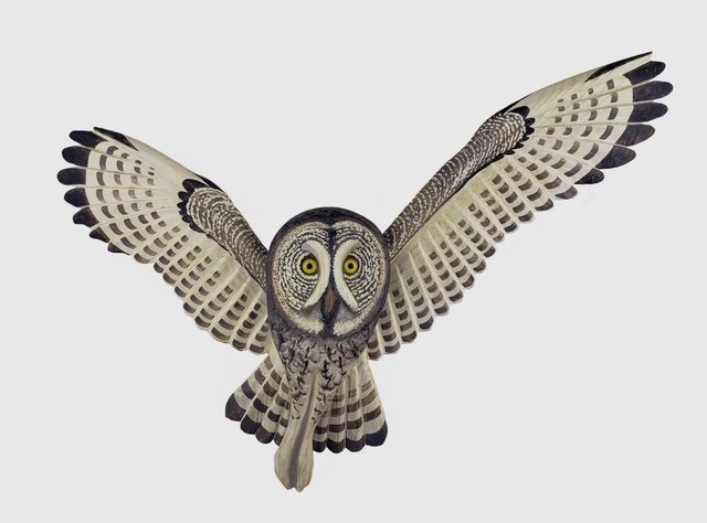 Flying Great Gray Owl~ 30”x24”x5” $300.00