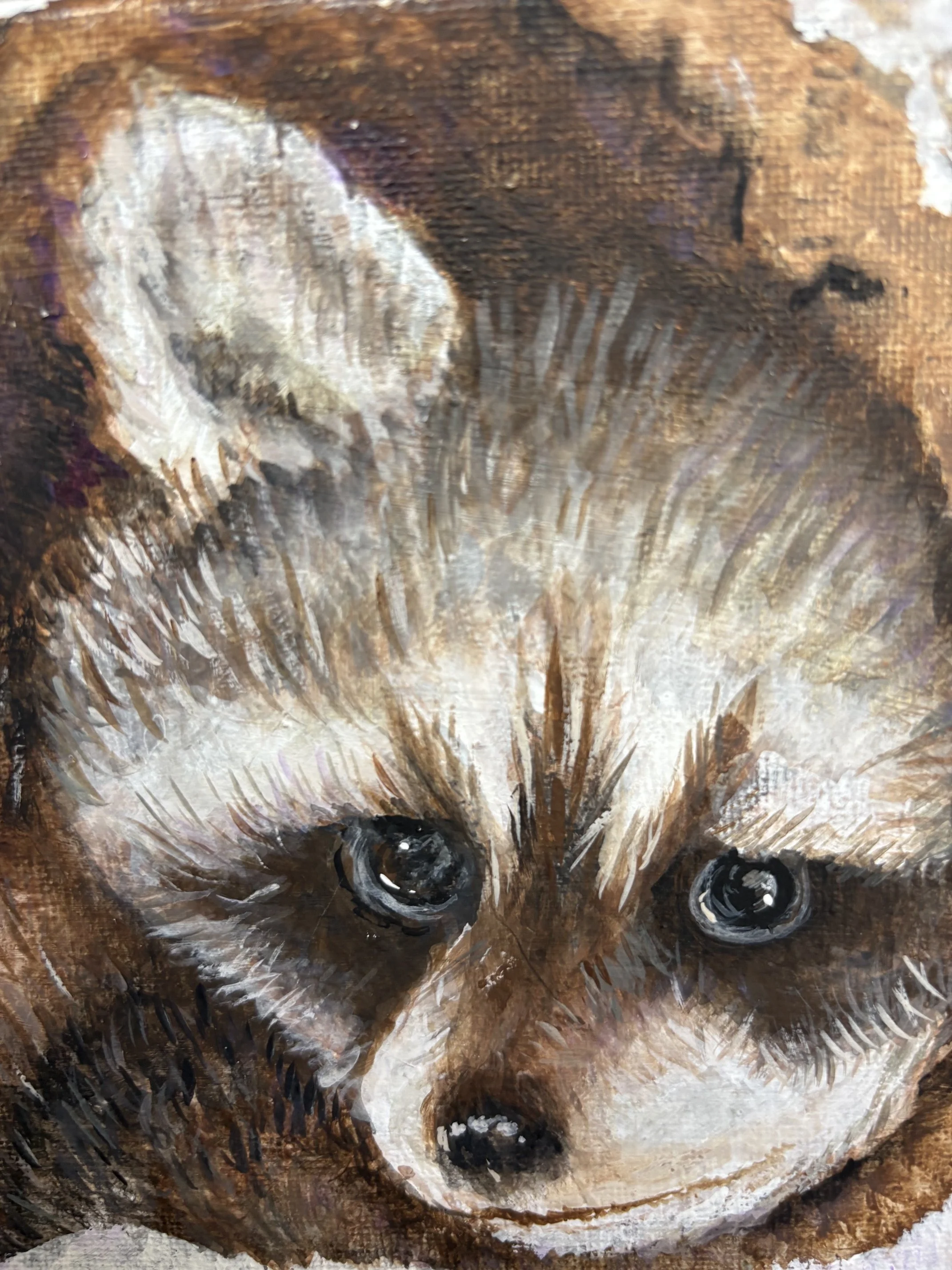 6” x 6” Raccoon $20.00