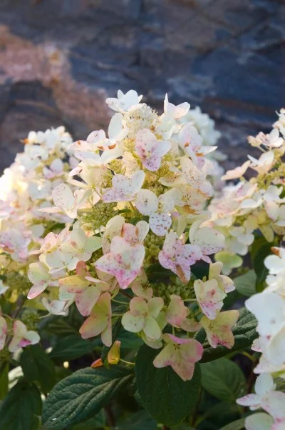 4826-4_HydrangeapanTickledPink.jpg.jpg