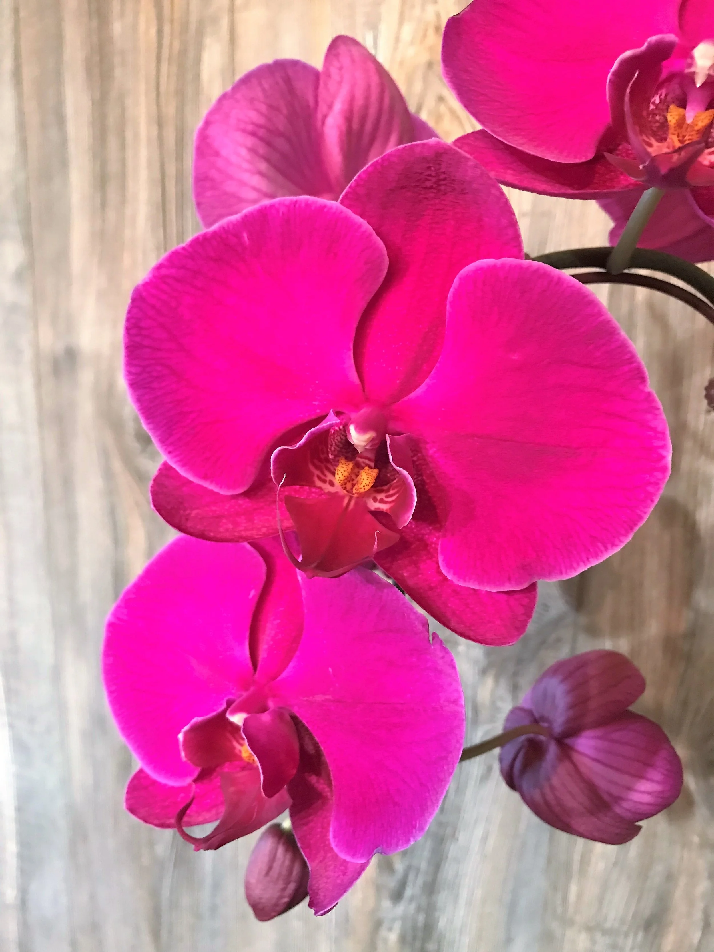 Orchid 2.jpg