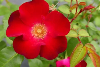 Rose - screaming neon.jpg