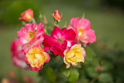 Rose - Campfire.jpg