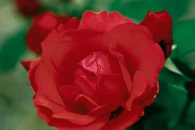Rose - Morden Fireglow orangered.jpg