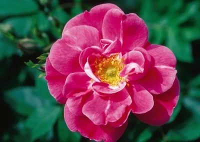 Rose - John Cabot.jpg