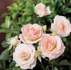 Rose - Morden Blush.jpg