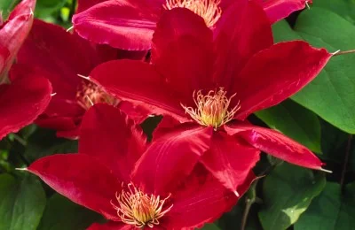 Clematis - Rebecca.jpg