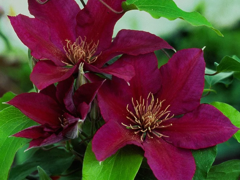 Clematis - Picardy Tudor.jpg