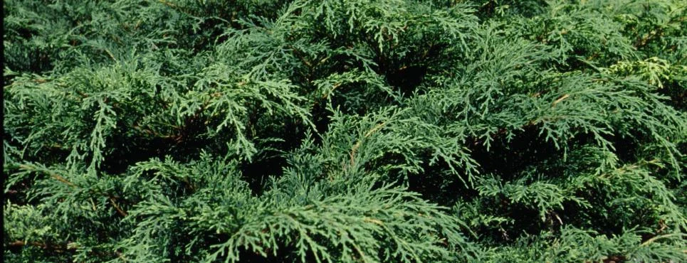 Russian Cypress.jpg