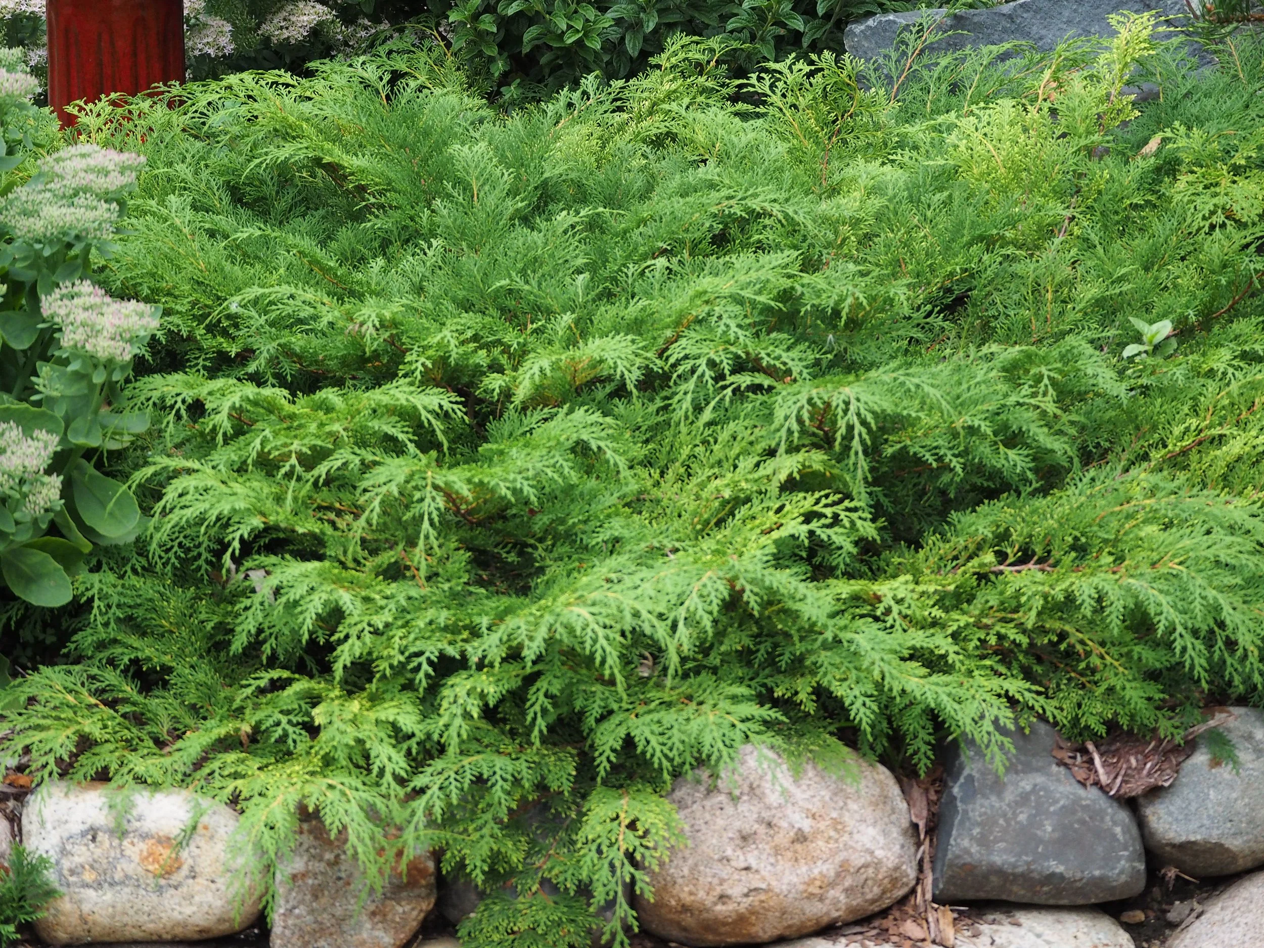 Russian Cypress2.jpg