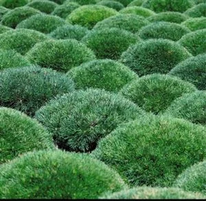 mugo pine.jpg