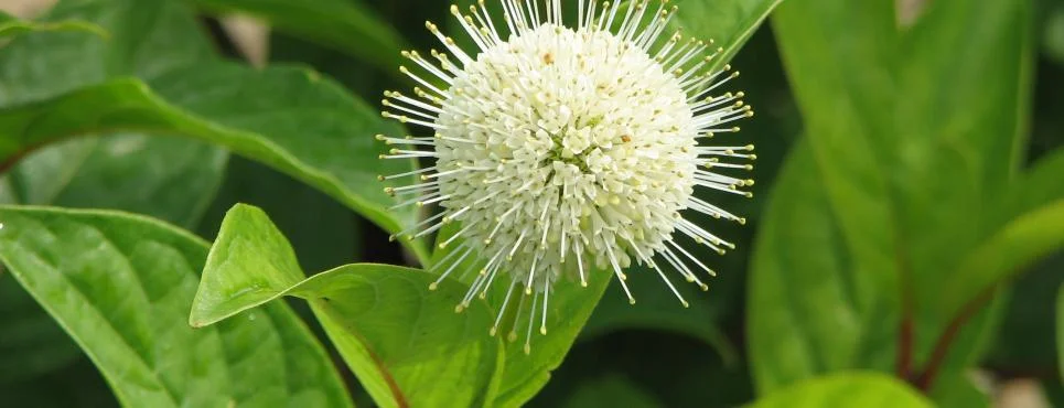 Buttonbush - Fiber Optics.jpg