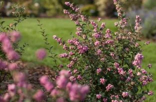 Coralberry - Candy 2.jpg
