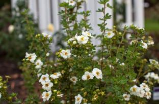 Potentilla - Creme Brulee 2.jpg