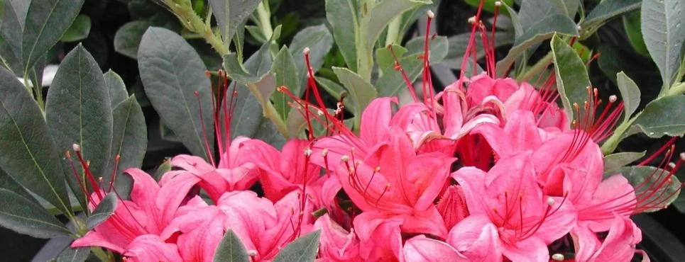 Rhododendron - Millenium.jpg