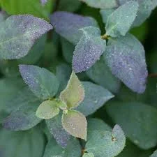 Spirea - Double Play Blue Kazoo 2.jpg