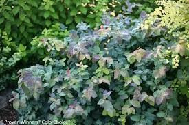 Spirea - Double Play Blue Kazoo.jpg