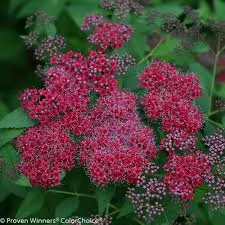 Spirea - Double Play Red 2.jpg
