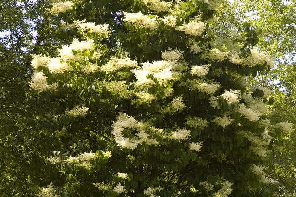 SyringaretIvorySilkJapaneseTreeLilac1.jpg