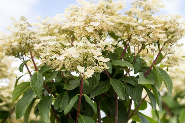 HydrangeapanQuickFiretree-05-5087-1-t-m.jpg