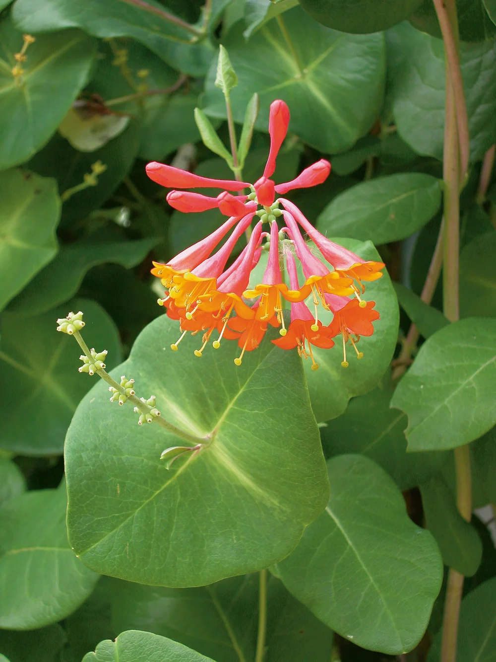 Vine - Honeysuckle 'Dropmore Scarlet': Lonicera x brownii  Country Gardens