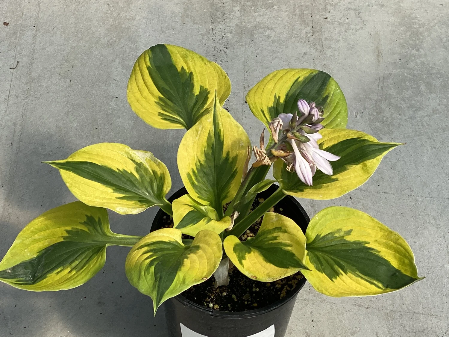 brinjal plant Eggplant-Green Bharta