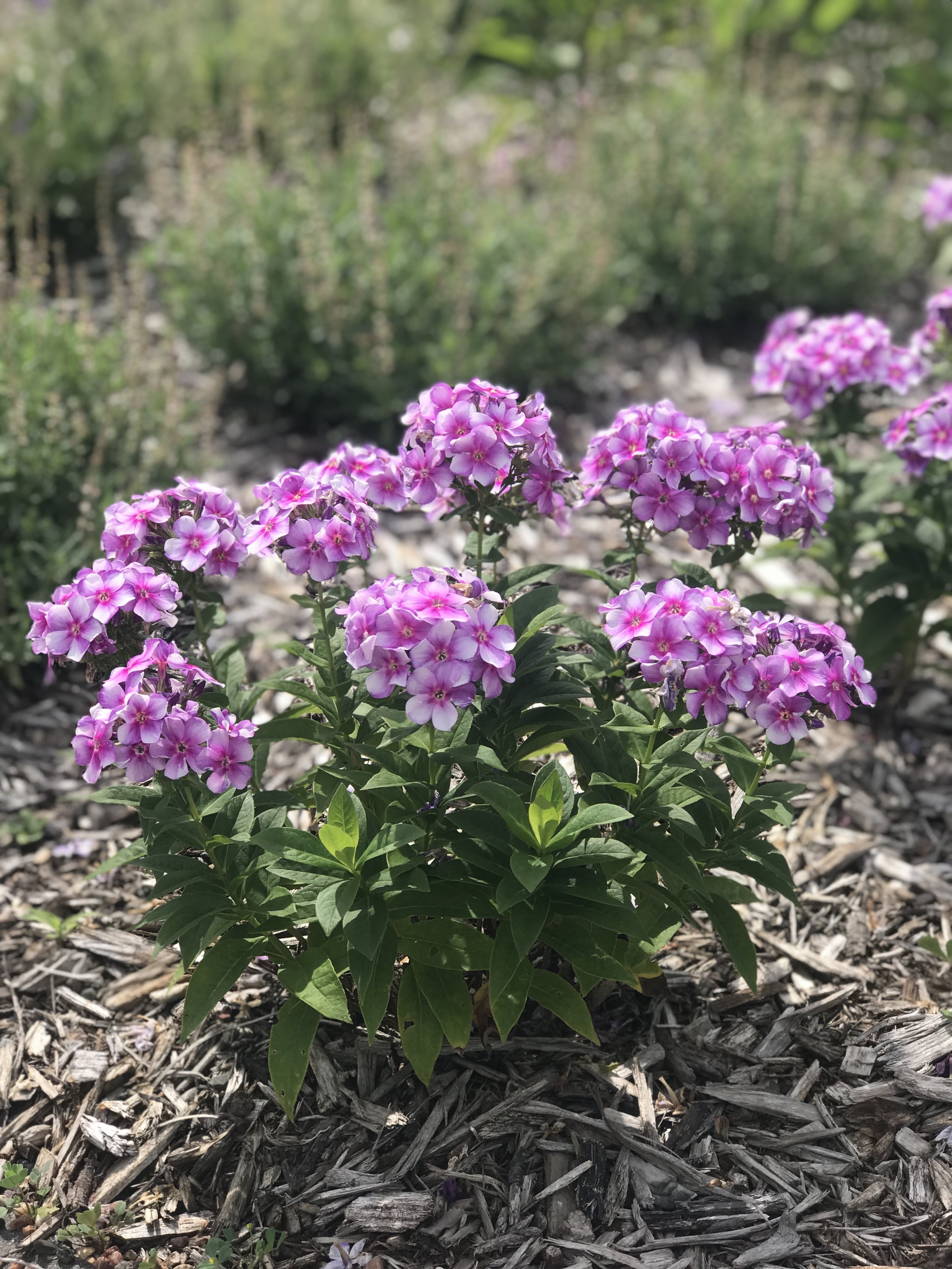 Image of Dwarf garden phlox (Phlox paniculata)