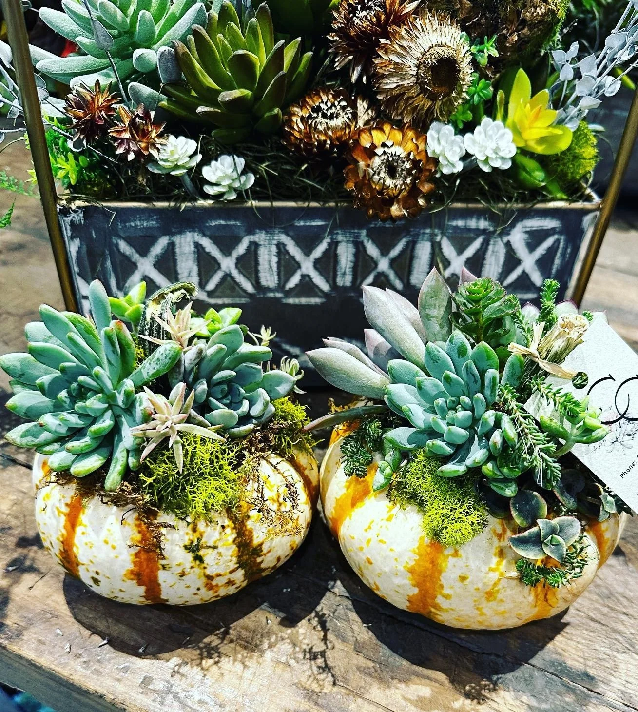 Workshop: Succulent Pumpkin Arrangement