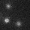 Singel DNA molecules attached to microspheres.