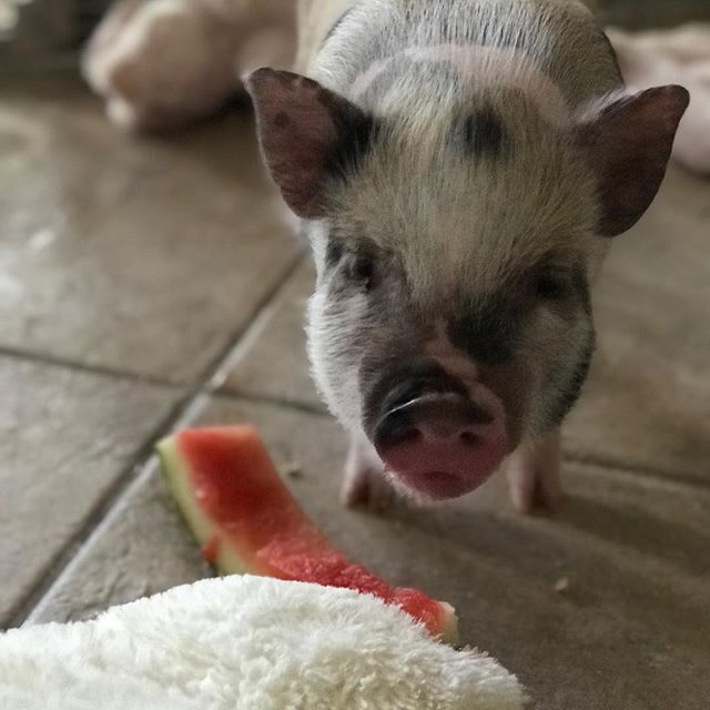 She doesn&rsquo;t like wearing clothes.  We are both struggling with the trauma of figuring that fact out.  No tutu for you-you.😭😭 But, she definitely likes watermelon!  #twietsnest #twietstinyfarm #darlafineswine