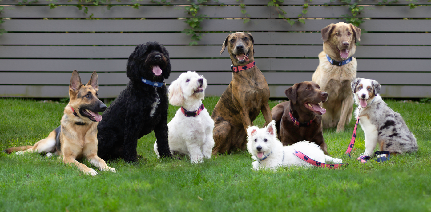 85DogsGroupShot.png
