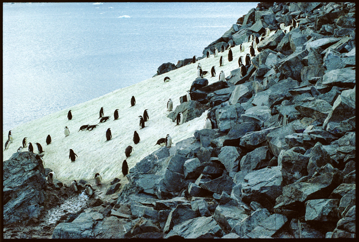 bw_20140531_Penguins, Antarctica7.jpg