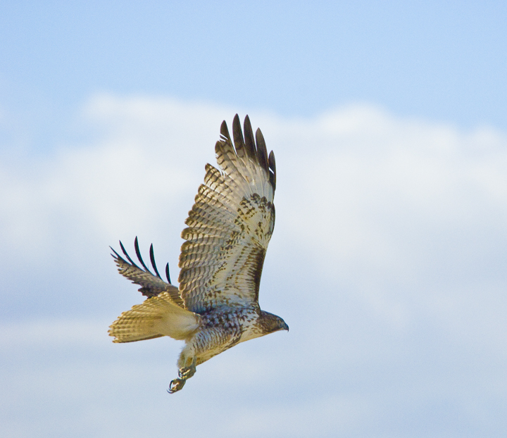 20070215__Red-tailed Hawk, Big Bend, TX_1.jpg