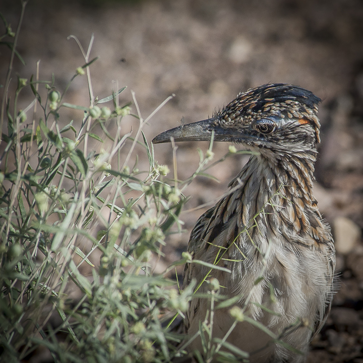 bw_20030915_Greater Roadrunner_006-3.jpg