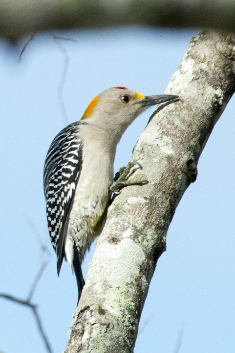 20121201__Golden-fronted Woodpecker_1.jpg