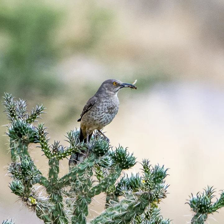 bw_20180514_Curve-bill Thrasher_1_.jpg