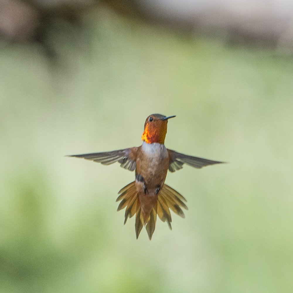 bw_20170823__Hummingbirds_123.jpg